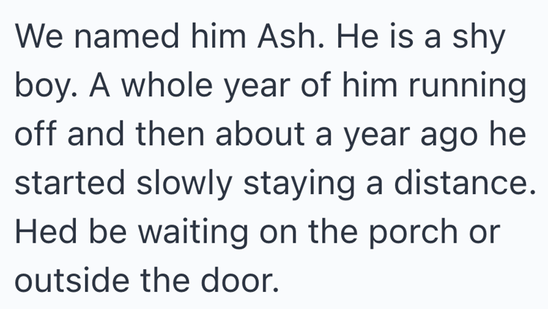 We named him Ash. He is a shy boy. A whole year of him running off and then about a year ago he started slowly staying a distance. Hed be waiting on the porch or outside the door.