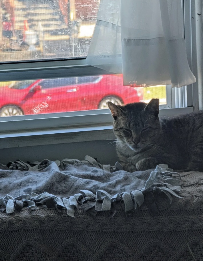 Cheezburger Image 10616449792