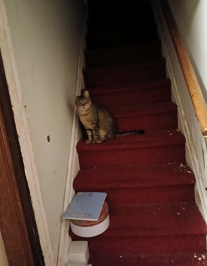 Cheezburger Image 10616450048