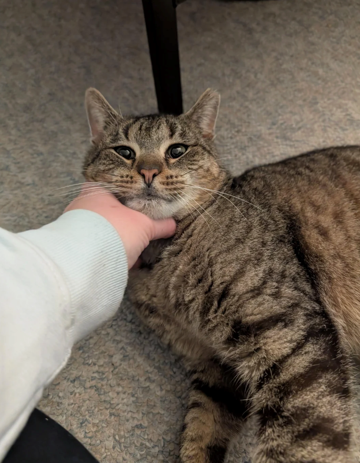 Cheezburger Image 10616451072