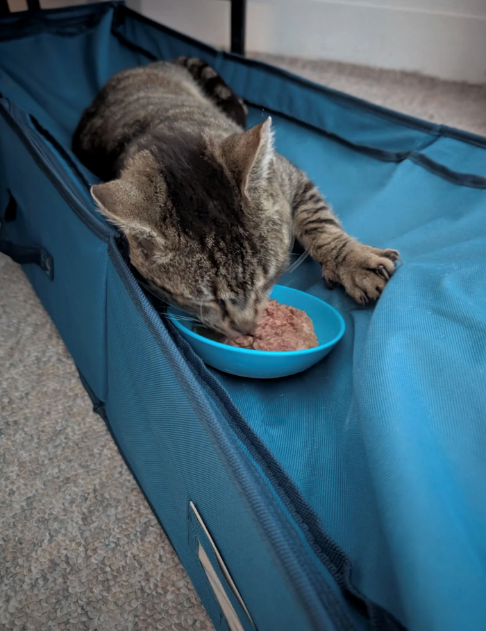 Cheezburger Image 10616451328