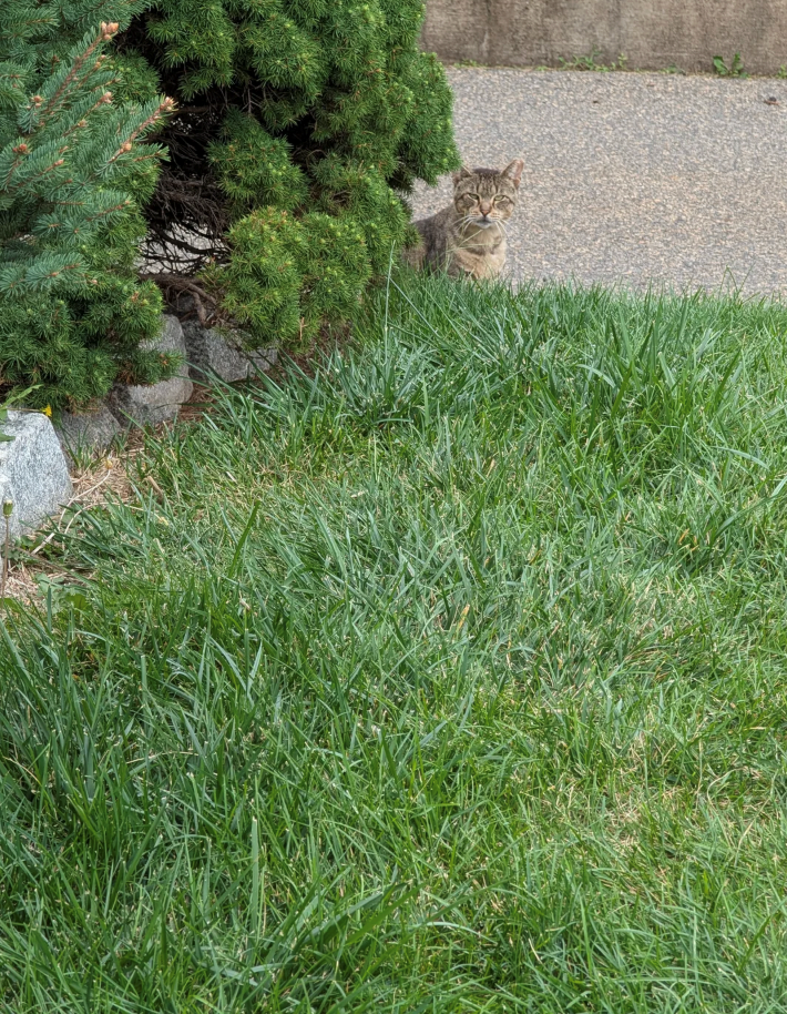 Cheezburger Image 10616452096