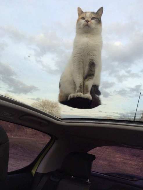 Cheezburger Image 10616455168