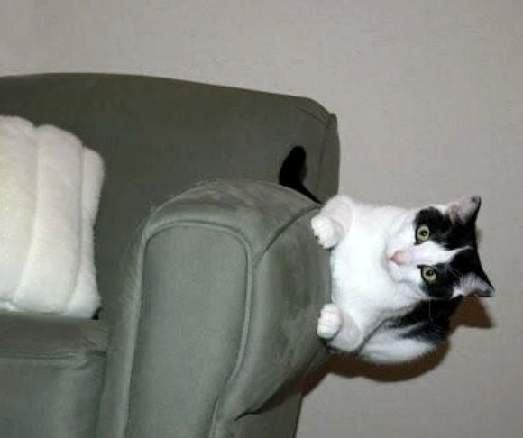 Cheezburger Image 10616455424