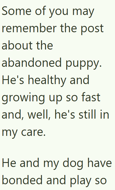 Some of you may remember the post about the abandoned puppy. He's healthy and growing up so fast and, well, he's still in my care. He and my dog have bonded and play so