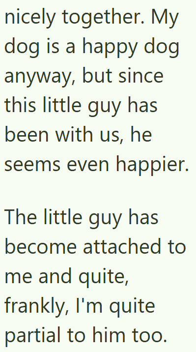 nicely together. My dog is a happy dog anyway, but since this little guy has been with us, he seems even happier. The little guy has become attached to me and quite, frankly, I'm quite partial to him too.
