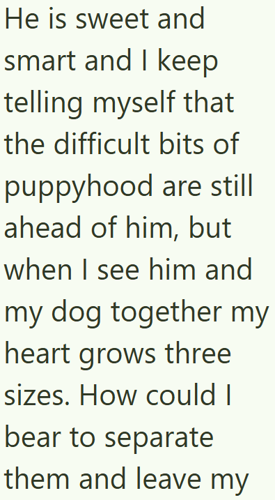 He is sweet and smart and I keep telling myself that the difficult bits of puppyhood are still ahead of him, but when I see him and my dog together my heart grows three sizes. How could I bear to separate them and leave my