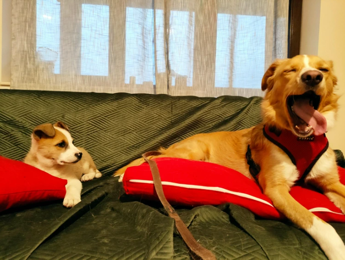 Cheezburger Image 10616459520