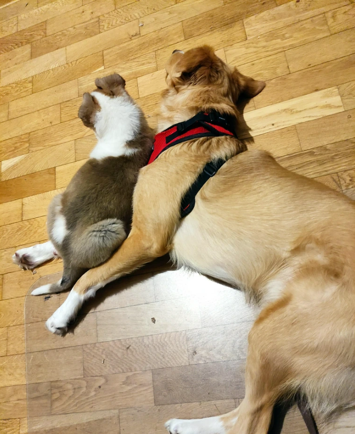 Cheezburger Image 10616460032