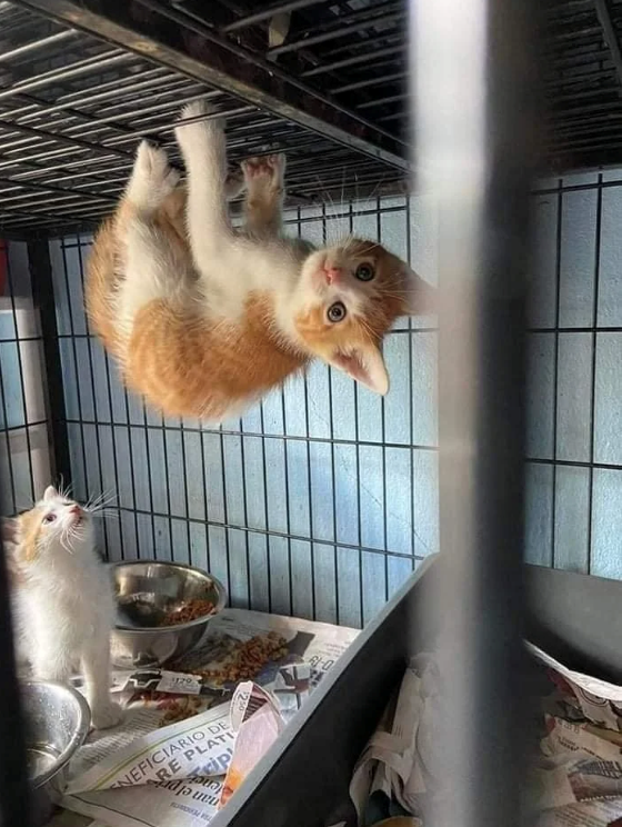 NEFICIARIO ARE PLATE Scip FOLL -0