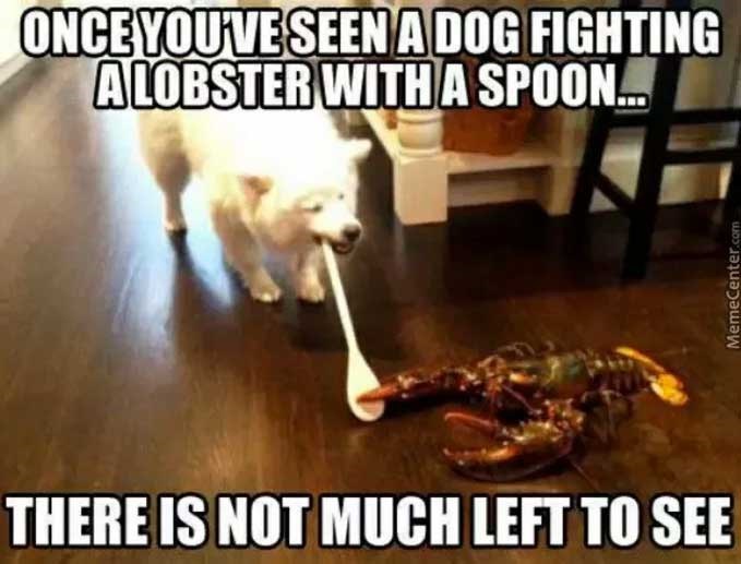 ONCE YOU'VE SEEN A DOG FIGHTING ALOBSTER WITH A SPOON... THERE IS NOT MUCH LEFT TO SEE MemeCenter.com