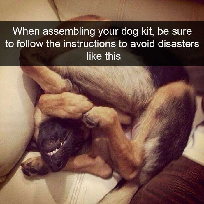 When assembling your dog kit, be sure to follow the instructions to avoid disasters like this