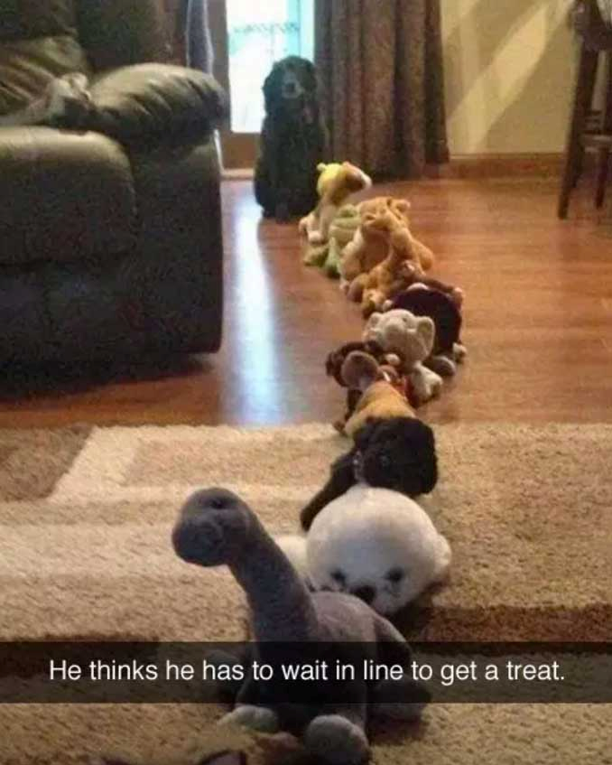 He thinks he has to wait in line to get a treat.