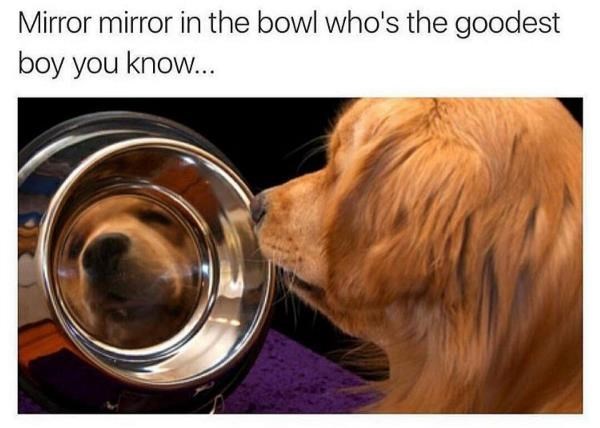 Mirror mirror in the bowl who's the goodest boy you know...