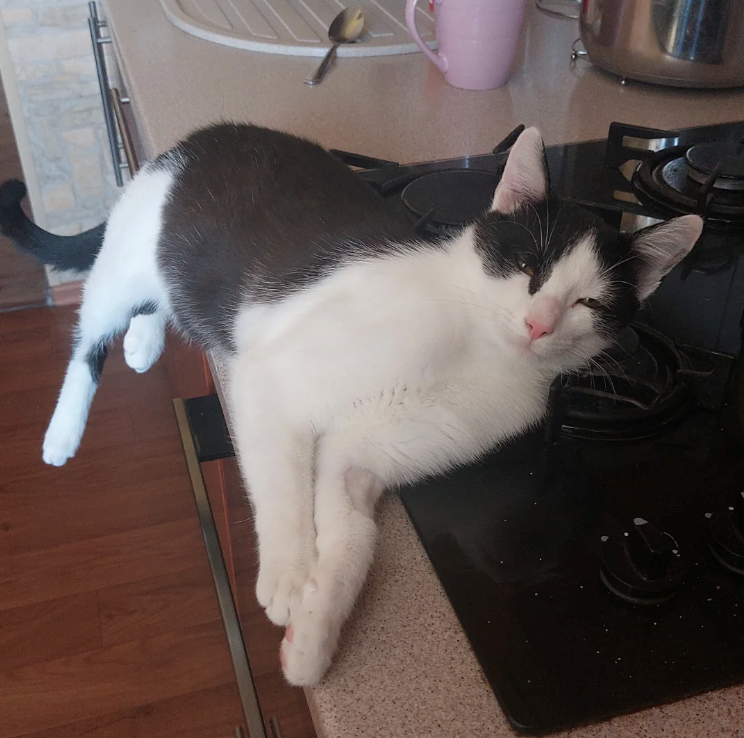 Cheezburger Image 10616467968