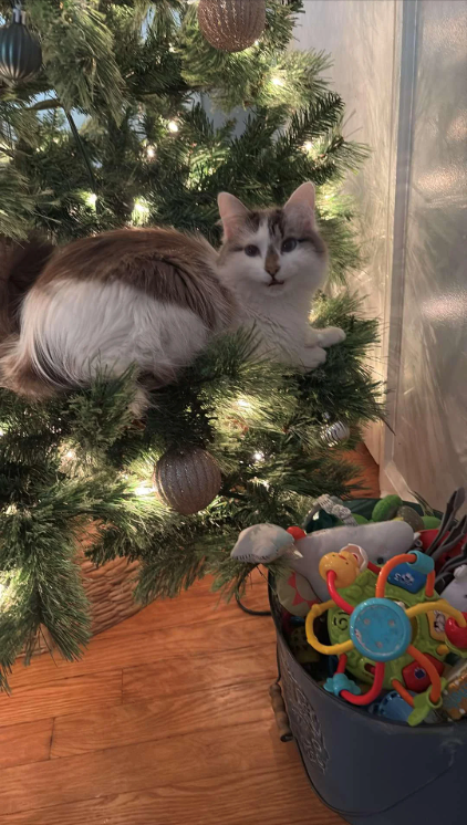 Cheezburger Image 10616468736