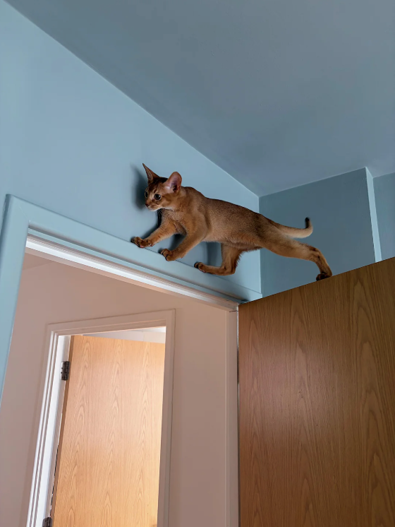 Cheezburger Image 10616468992