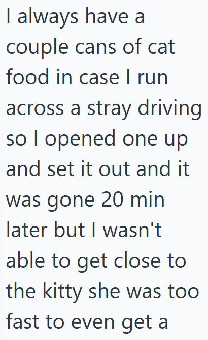 I always have a couple cans of cat food in case I run across a stray driving so I opened one up and set it out and it was gone 20 min later but I wasn't able to get close to the kitty she was too fast to even get a