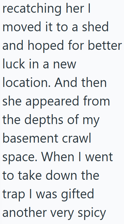 recatching her I moved it to a shed and hoped for better luck in a new location. And then she appeared from the depths of my basement crawl space. When I went to take down the trap I was gifted another very spicy