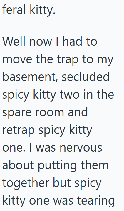 feral kitty. Well now I had to move the trap to my basement, secluded spicy kitty two in the spare room and retrap spicy kitty one. I was nervous about putting them together but spicy kitty one was tearing