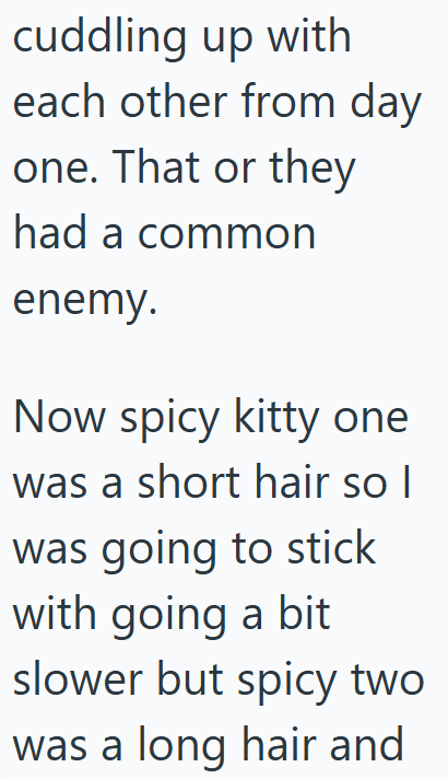 cuddling up with each other from day one. That or they had a common enemy. Now spicy kitty one was a short hair so I was going to stick with going a bit slower but spicy two was a long hair and