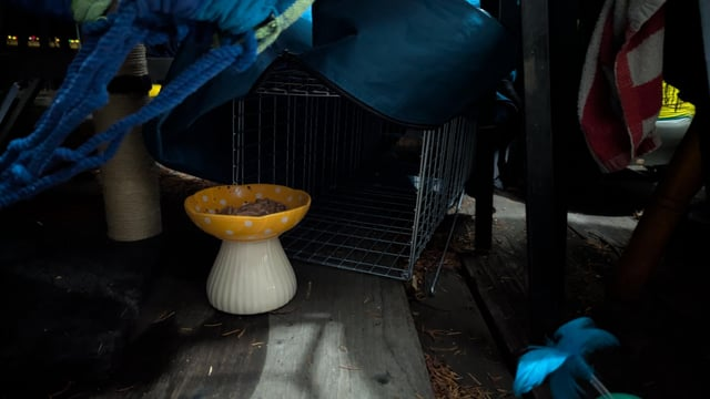 Cheezburger Image 10616475392