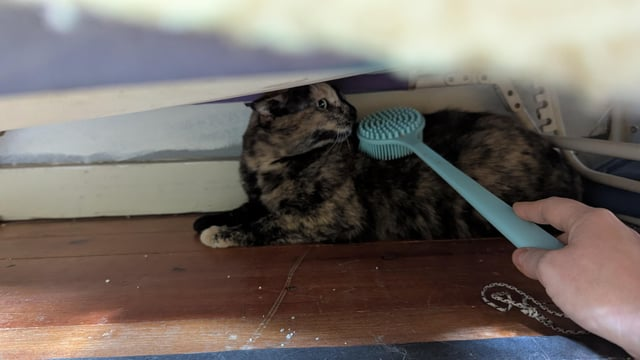 Cheezburger Image 10616476160