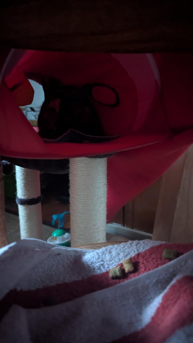 Cheezburger Image 10616476672