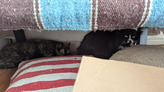 Cheezburger Image 10616478208