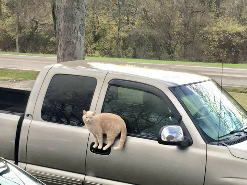 Cheezburger Image 10616479488