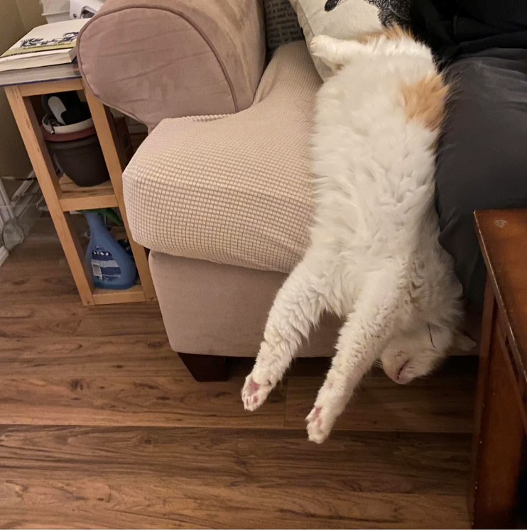 Cheezburger Image 10616480000