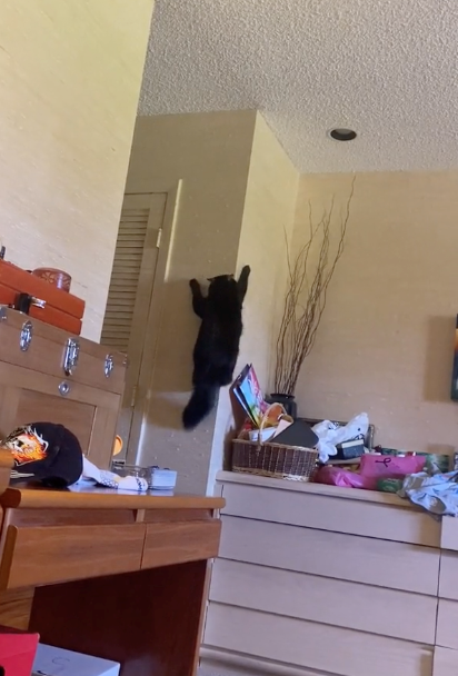 Cheezburger Image 10616480256