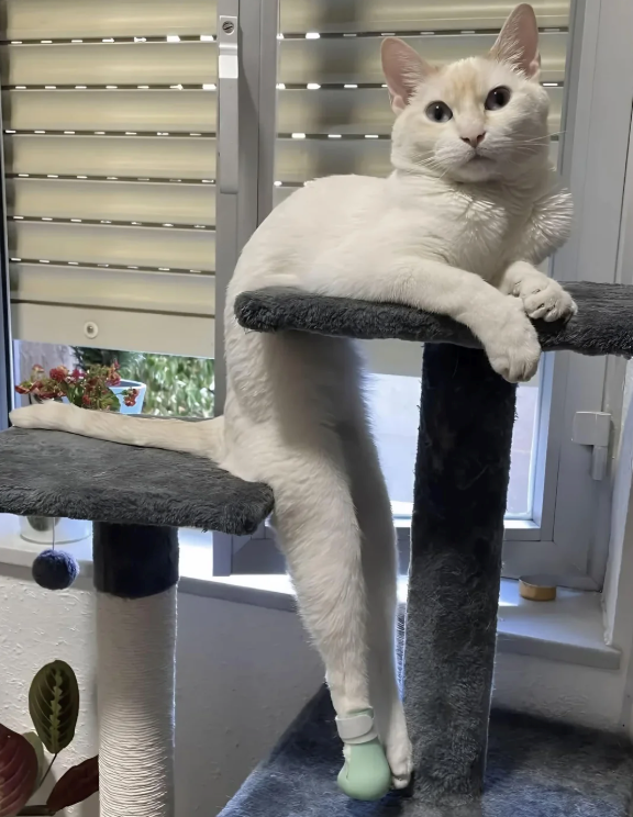 Cheezburger Image 10616480512