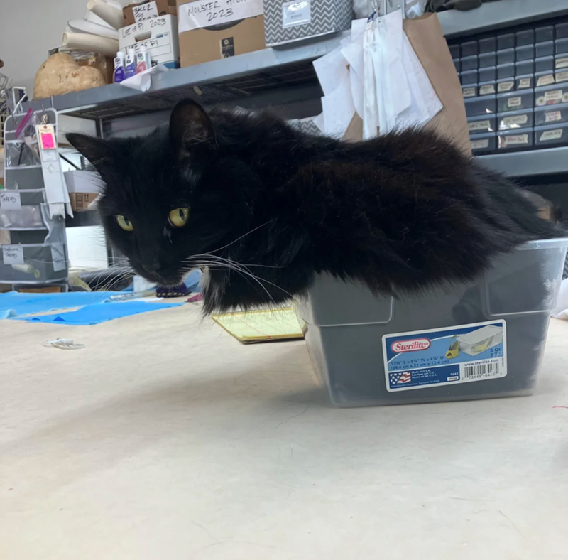 THREAD 3442 LEP 2023 MONSTER 2023 LIFE &C Pl Sterilite 13% Lx8" W x 4"H (34.6 cm x 21 cm x 12.4 cm) Qt 575 www.sterilite.com 1442 73149-16428