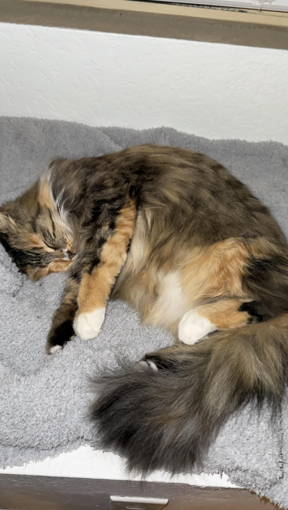 Cheezburger Image 10616489472