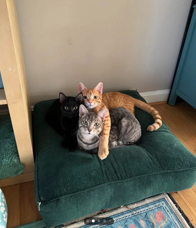 Cheezburger Image 10616491776