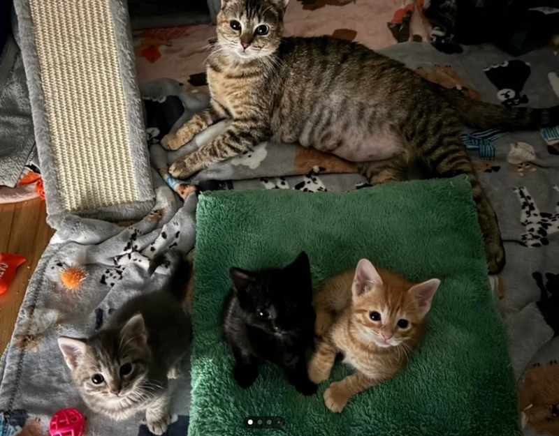 Cheezburger Image 10616492288