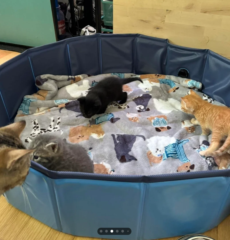 Cheezburger Image 10616492800