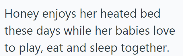 Honey enjoys her heated bed these days while her babies love to play, eat and sleep together.