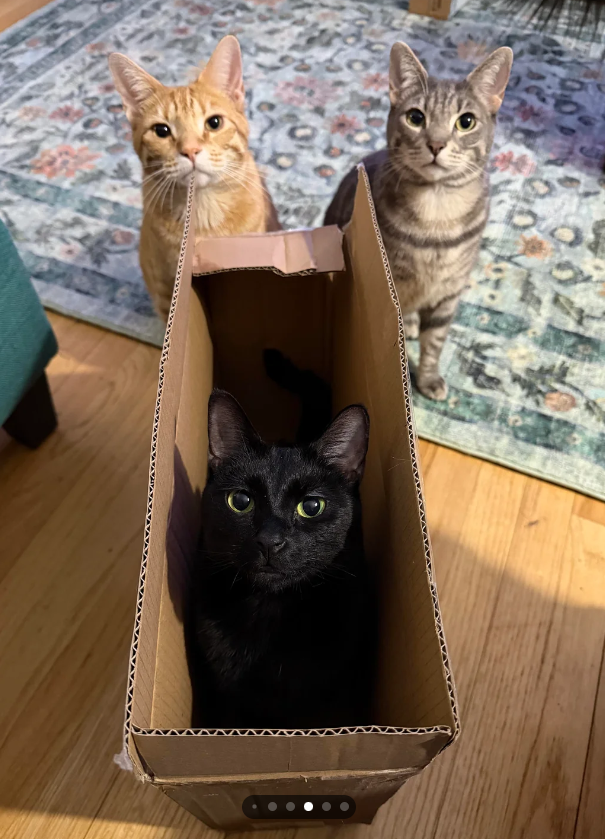 Cheezburger Image 10616493312