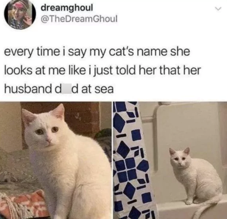 dreamghoul @TheDreamGhoul every time i say my cat's name she looks at me like i just told her that her husband d d at sea