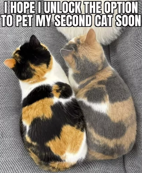 I HOPE I UNLOCK THE OPTION TO PET MY SECOND CAT SOON