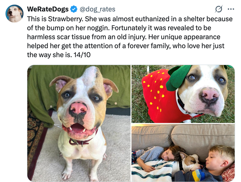 WeRateDogs @dog_rates This is Strawberry. She was almost euthanized in a shelter because of the bump on her noggin. Fortunately it was revealed to be harmless scar tissue from an old injury. Her unique appearance helped her get the attention of a forever family, who love her just the way she is. 14/10