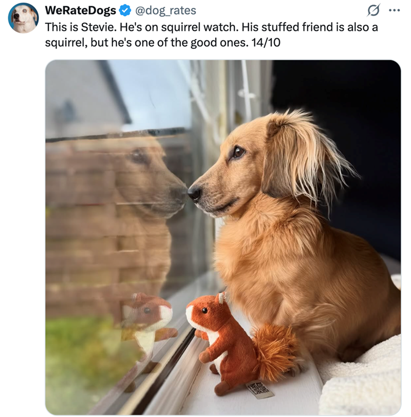 WeRateDogs & @dog_rates This is Stevie. He's on squirrel watch. His stuffed friend is also a squirrel, but he's one of the good ones. 14/10