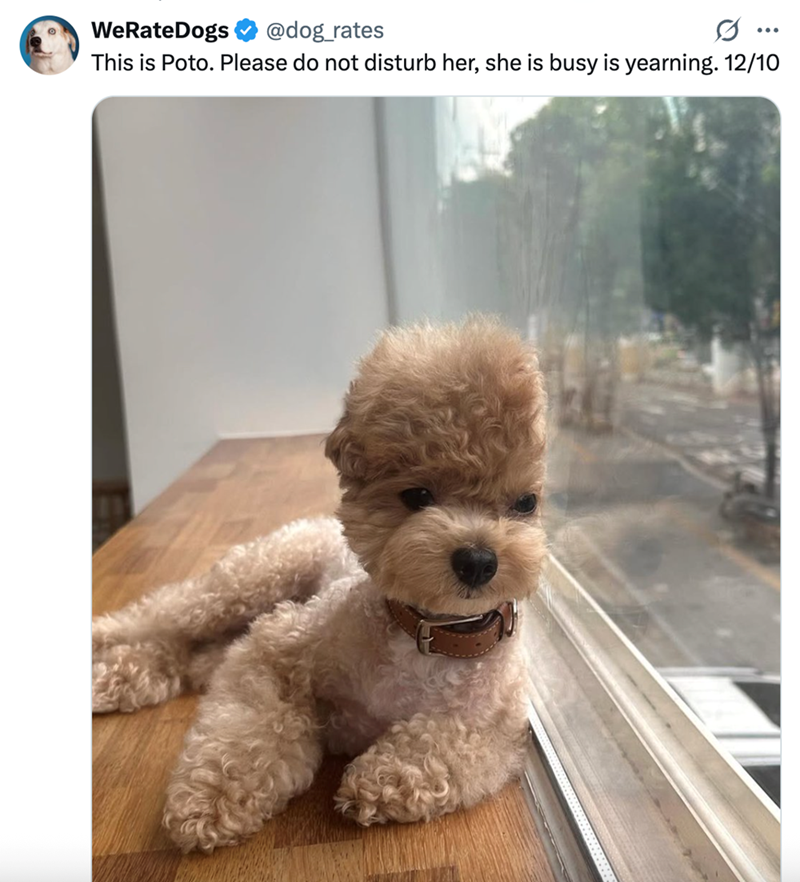 WeRateDogs @dog_rates ... This is Poto. Please do not disturb her, she is busy is yearning. 12/10
