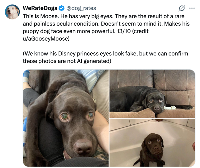 WeRateDogs @dog_rates This is Moose. He has very big eyes. They are the result of a rare and painless ocular condition. Doesn't seem to mind it. Makes his puppy dog face even more powerful. 13/10 (credit u/aGooseyMoose) (We know his Disney princess eyes look fake, but we can confirm these photos are not Al generated)