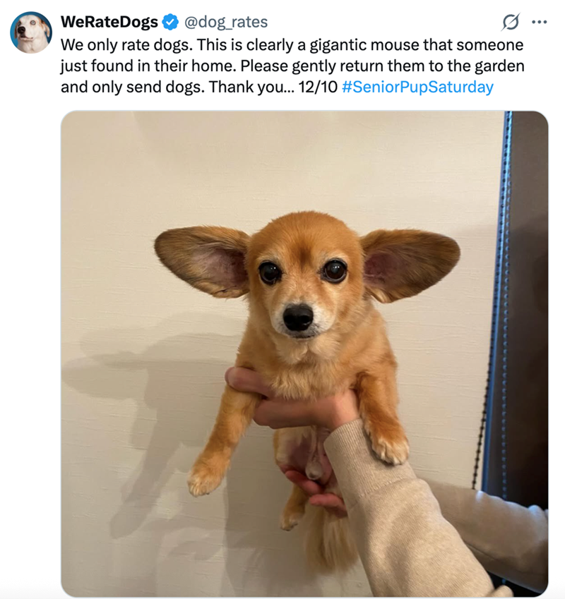 WeRateDogs @dog_rates We only rate dogs. This is clearly a gigantic mouse that someone just found in their home. Please gently return them to the garden and only send dogs. Thank you... 12/10 #SeniorPupSaturday
