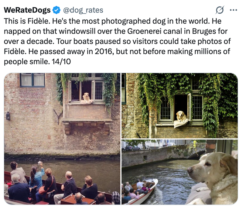 WeRateDogs @dog_rates This is Fidèle. He's the most photographed dog in the world. He napped on that windowsill over the Groenerei canal in Bruges for over a decade. Tour boats paused so visitors could take photos of Fidèle. He passed away in 2016, but not before making millions of people smile. 14/10