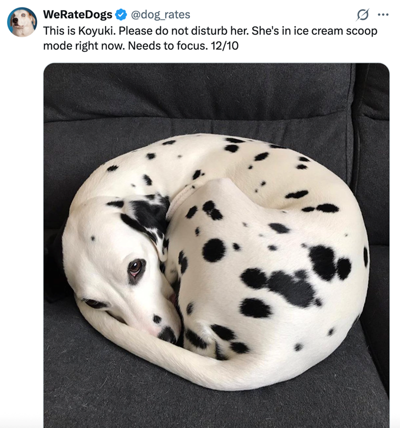 WeRateDogs @dog_rates This is Koyuki. Please do not disturb her. She's in ice cream scoop mode right now. Needs to focus. 12/10