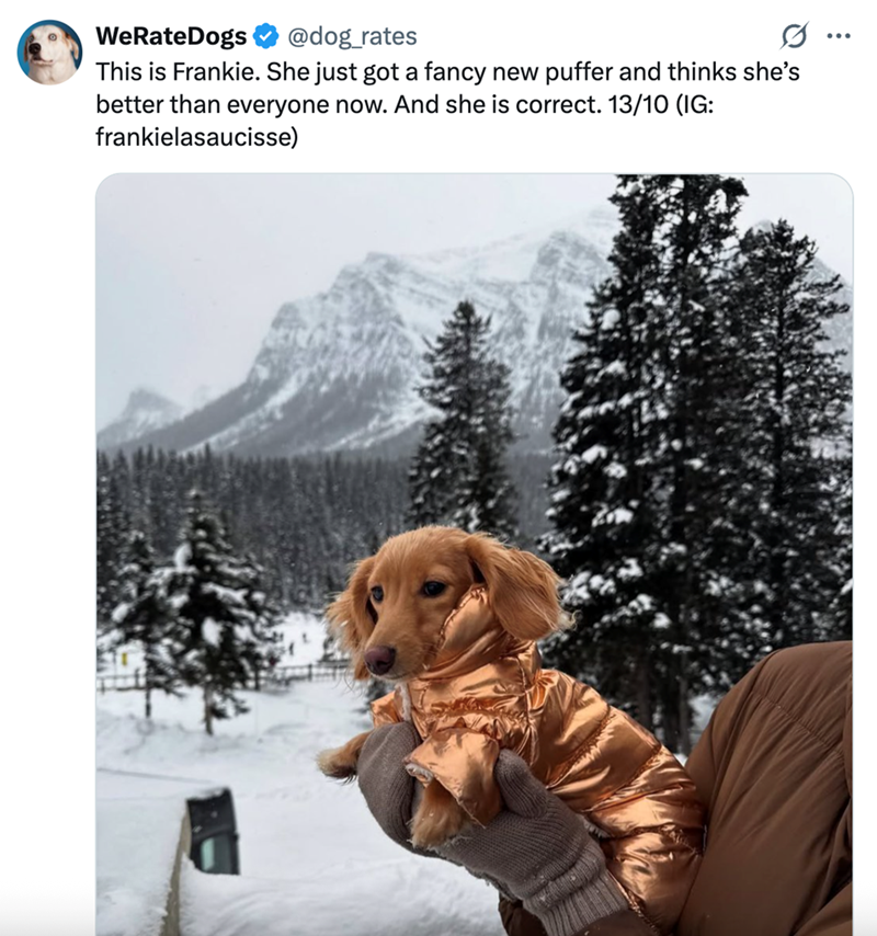 WeRateDogs @dog_rates This is Frankie. She just got a fancy new puffer and thinks she's better than everyone now. And she is correct. 13/10 (IG: frankielasaucisse)